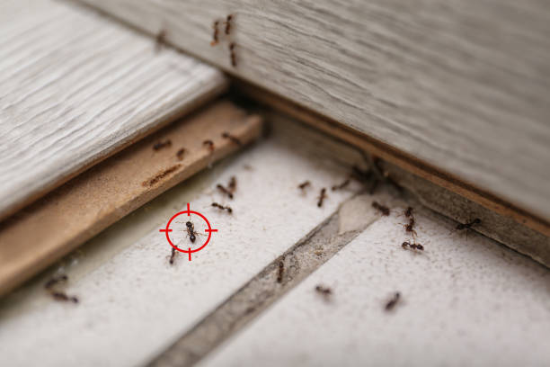 Best Wasp Removal Services  in Bargaintown, NJ
