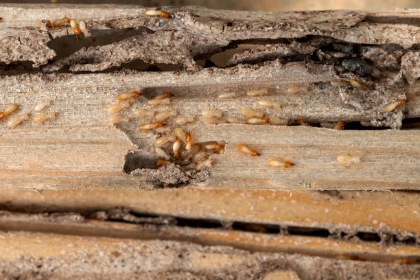 Best Cockroach Control Services  in Bargaintown, NJ